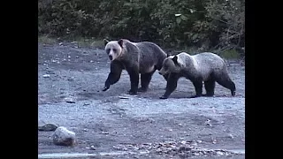 AGGRESSIVE  GRIZZLY CHARGES LOUD IGNORANT CAMPER AT TROUT LAKE BC