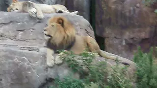 Lions at the zoo.