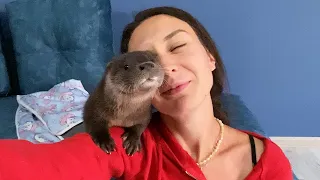 5 REASONS NOT TO HAVE A CUTE OTTER