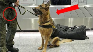 Верный пес даже в аэропорту не расслабляется, охраняя сон солдатa!