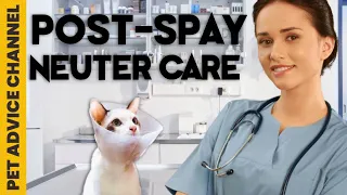 Post-neuter care for your cat - 5 things to do