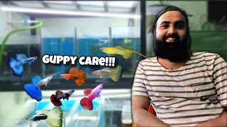 Don't buy Guppy fish without watching this | A to Z Guppy care by S2 AQUATICS