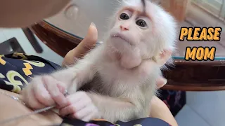 Baby Monkey SUGAR Cute Begging to Follow Mom Fear of Loneliness