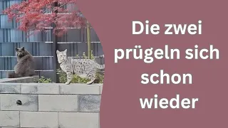 Diese zwei Katzen verfolgen den Nachbarskater und wollen ihm an den Kragen