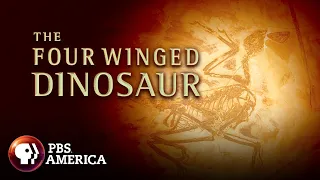 The Four-Winged Dinosaur FULL SPECIAL | NOVA | PBS America