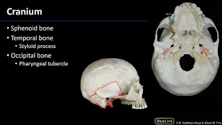 Larynx, Pharynx, and CST - Osteology of the Larynx and Pharynx