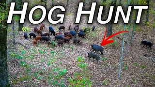 2 HOGS 2 ARROWS | BOWHUNTING WILD HOGS in TEXAS