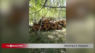 Протест жителей деревни Столбова помог приостановить вырубку берёзовой рощи