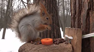 Старый знакомый. Белка с Оторванным Ухом / An old acquaintance. A Squirrel with Severed Ear