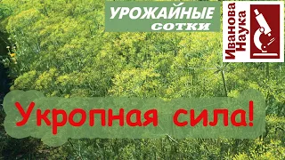 ОЗДОРОВЛЕНИЕ огорода УКРОПОМ! Как вырастить отличный укроп и извлечь из него максимум пользы.