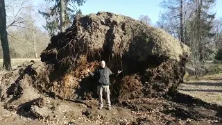 Das Wurzelmädchen: Märchenhafter Zaubertrick im Zauberwald (Baum entwurtzelt)