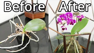 Phalaenopsis Orchid Recovery In A Terrarium