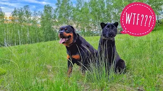 Luna & Venza walk in a new place. Hills at sunset. Black leopard & rottweiler