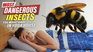10 most dangerous insects in the world documentary