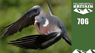 Fieldsports Britain – summer pigeon shooting