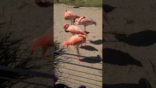 Flamingos in San Diego Zoo