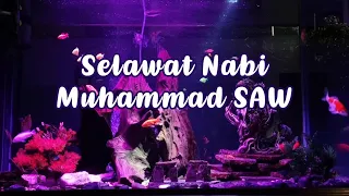 Selawat dan Salam ke atas Junjungan Besar Nabi Muhammad SAW | Akuarium Ikan