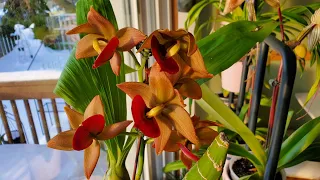 Sophie's Garden 橙色天鹅兰“台湾金” Cyc. Taiwan Gold 'Orange' 