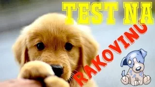 PŘIŠLY VÝSLEDKY TESTU NA RAKOVINU u zlatého retrívra