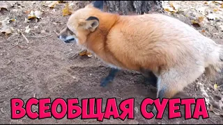 Ли Сяо / Alice the Fox Алиса Лиса (День, когда все одновременно куда-то бегут)