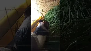 Guinea pig eats grass