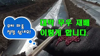 나무 젓가락으로 무 씨앗 파종 빠르게 하는 방법과 밭 만들기