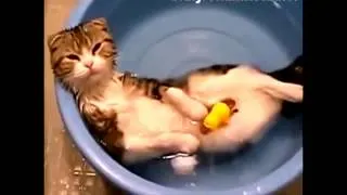 Веселые и смешные коты в ванной.