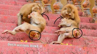 M😭!ll-ion S😭ad-ness... P😭00r monkey MOKA is w-a-r-ned by MaMa SASHA, grabs to b-i-te on the stairs