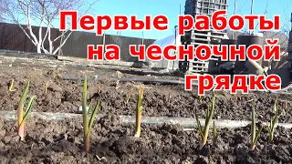 Озимый чеснок. Первые работы весной на чесночной грядке. Рыхление, аэрация, подкормка нашатырем.