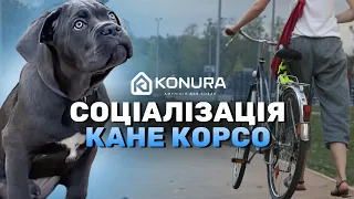 Соціалізація КАНЕ КОРСО