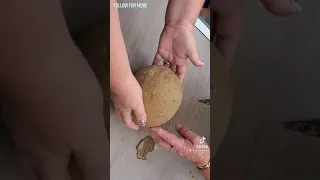 BREAKING OPEN GRANDMA'S SANDSTONE ROCK FROM 45 YEARS AGO *FOSSIL INSIDE*