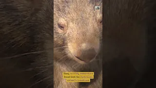 Did you know wombat feces is cube-shaped?