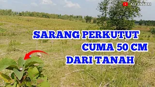 Mencari Sarang Burung Perkutut Di Alam Liar Part 2