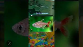 Top 10 tank mates of betta fish #shorts #viral #fish #aquarium #bettafish #youtubeshorts #betta ♥️🔥