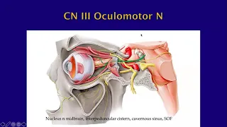 Imaging of upper cranial nerves