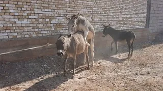 #krycie koni#zimnokrwistych#sokolskich sokol donkey may