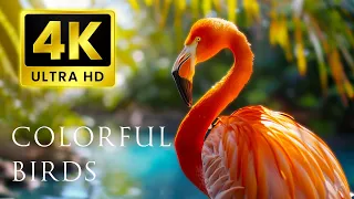 Beautiful Flamingos - 4K UHD 60FPS Video - Flamingo Bird Collection With Relaxing Music