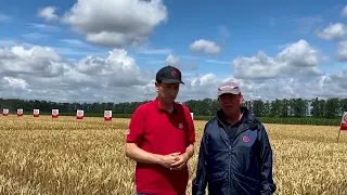Sprawdź, jak wygląda uprawa pszenicy ozimej na rynku europejskim