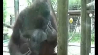 Orangutang smoking