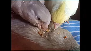 close up baby cockatiel eating seeds [First time eating seeds]