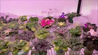 How Much Light Is Too Much Light for African Violets? Barrina Grow Light Testing Continued...