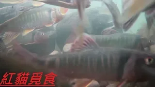 2019 6 16  水中拍攝紀錄  魚最多ㄉ一次