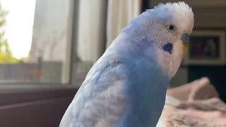 Budgie Boo more play and talking