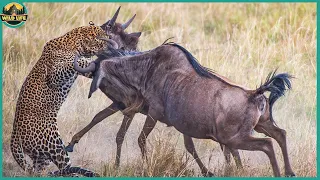 15 Struggling Moments Of Animals Hunting For Food In The Wild