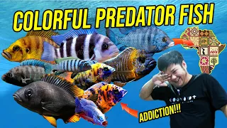 GILA!!! HATI HATI PELIHARA IKAN PREDATOR INI BISA BUAT KETAGIHAN!!!