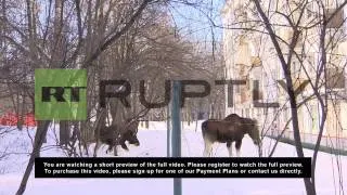 Russia: Elk roam free in Moscow neighbourhood
