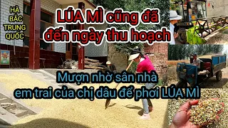 292.Vùng Nông Thôn TRUNG QUỐC thu hoạch LÚA MÌ sẽ như thế nào? CHA CHỒNG CON DÂU MỖI NGƯỜI 1 VIỆC.