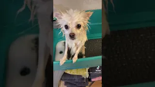 Pet Hair Dye Mini How To