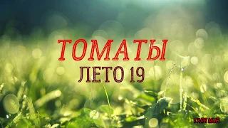 САМЫЕ ЭКЗОТИЧЕСКИЕ ТОМАТЫ