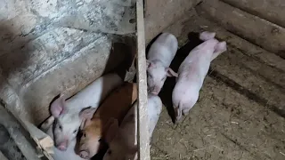 ✅ СЧАСТЬЕ 🐖 НАВАЛИЛОСЬ  а  РАЗМЕЩАТЬ 😞 НЕКУДА  но 😉ГДЕ  НАША не ПРОПАДАЛА❗